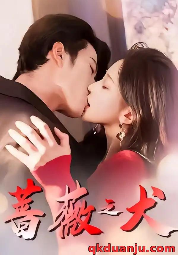 短剧 蔷薇之犬（60集全）齐宥澄/韩录锦