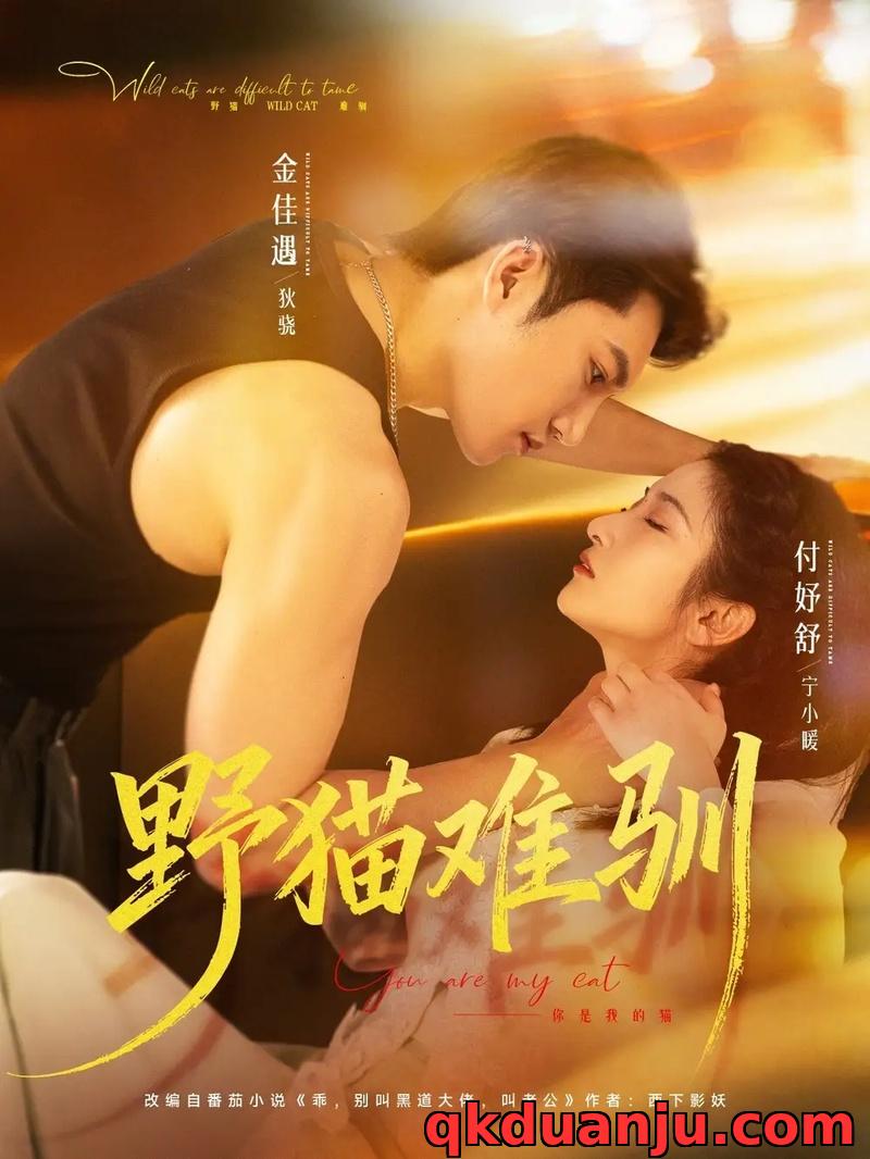 短剧 野猫难驯（73集全）金佳遇/付妤舒