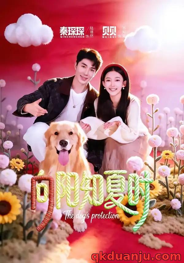 短剧 26.向阳知夏时（80集全）秦琛琛/贝贝