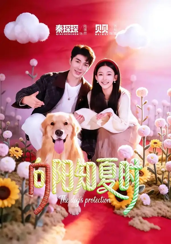 短剧 向阳知夏时（80集全）秦琛琛/贝贝